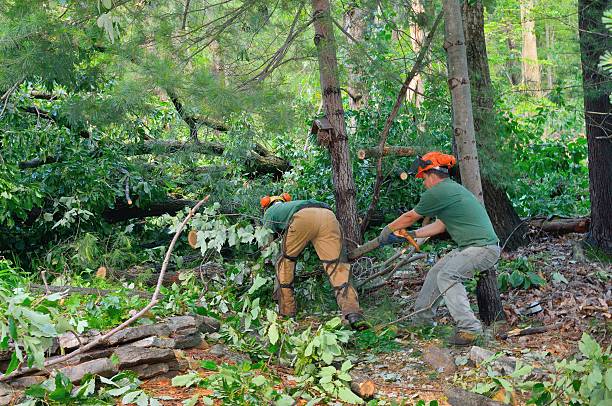 Best Lawn Pest Prevention  in West Point, MS