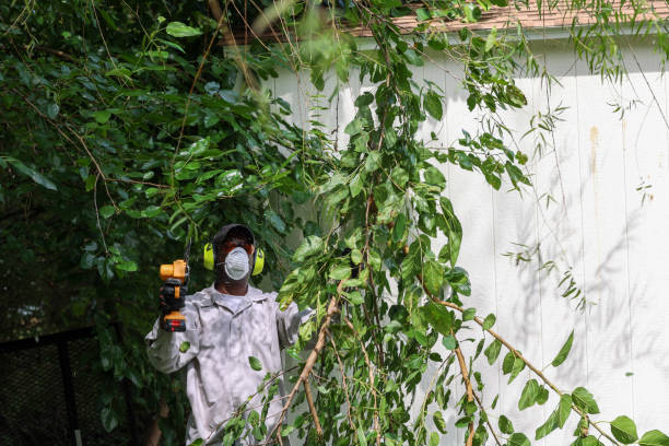 Best Pest Control for Lawns  in West Point, MS